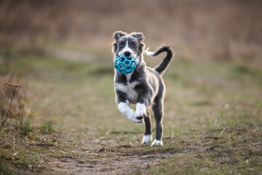 Arthrose beim Hund unterstützen