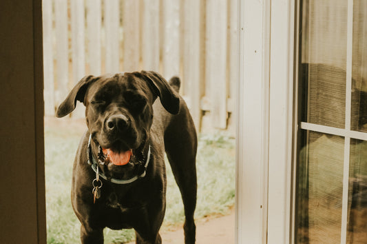 Darmflora beim Hund gezielt unterstützen – wie Prä- und Probiotika zur Balance beitragen können