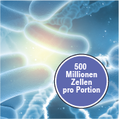 Lactiplantibacillus plantarum - Kultur für die Mundflora