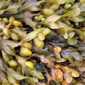 Seealge - Ascophyllum Nodosum