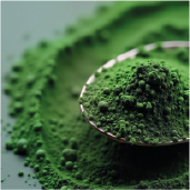 Chlorella - Süßwasseralge